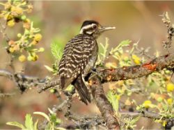 Ladder-backed Woodpecker